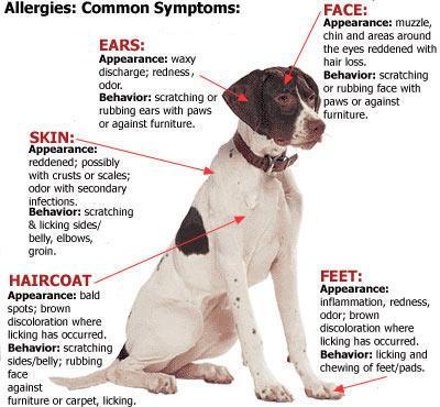 Allergies – A Review of the Standard Treatment Regiment