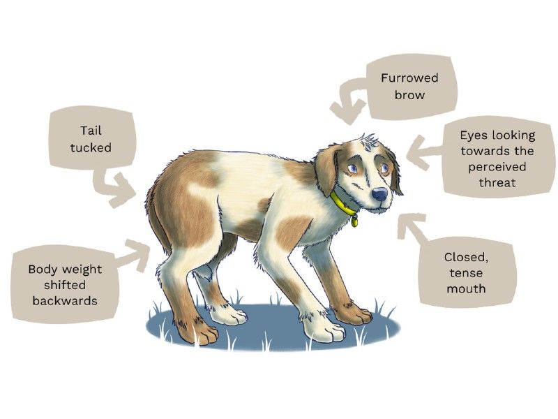 Stress Relief for Anxious Dogs: Myco Pet's Focus & Calm Formula