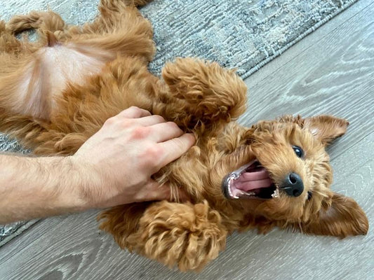 Natural Remedies for Common Dog Health Issues: Myco Pet's Solutions