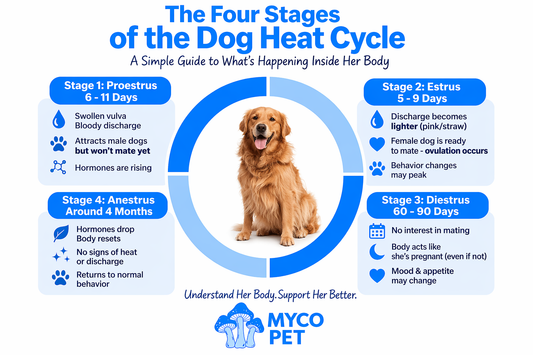 Part 1 of 3: Your Dog Isn’t Acting Strange — She’s in Heat (Here’s What’s Really Happening)
