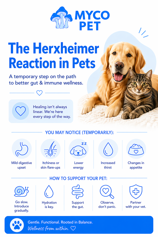 The Herxheimer Reaction in Pets: What It Is & Why It Can Happen During Healing