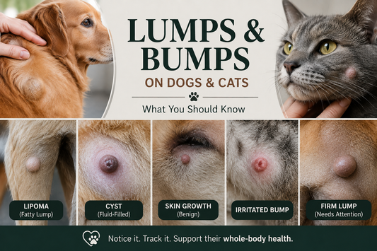 Found a Lump on Your Dog or Cat? Here’s What You Should Know