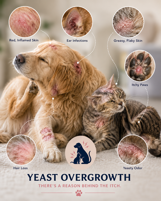 Why Does My Dog Keep Getting Yeast Infections? The Science Behind Yeast in Dogs & Cats