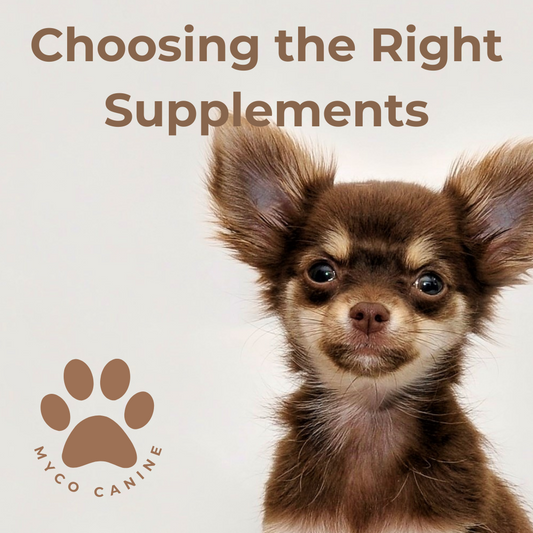 How to Choose the Right Supplements for Your Dog: A Guide from Myco Canine