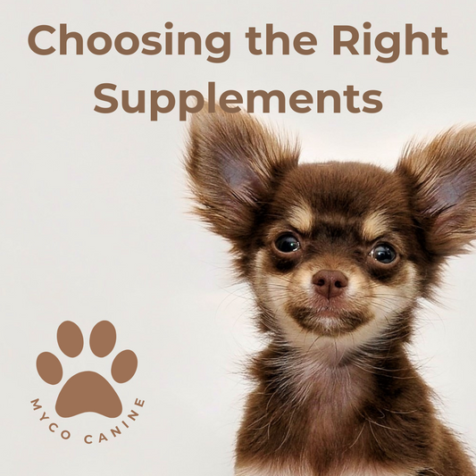 How to Choose the Right Supplements for Your Dog: A Guide from Myco Pet