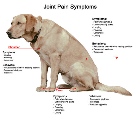 Tips for Managing Arthritis in Senior Dogs: Myco Canine's Holistic Approach