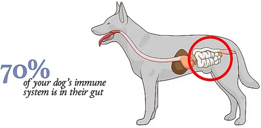 Unlocking Immunity: Myco Canine Supplements for Canine Wellness