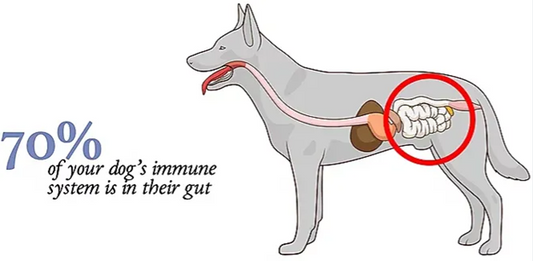 Unlocking Immunity: Myco Pet Supplements for Canine Wellness