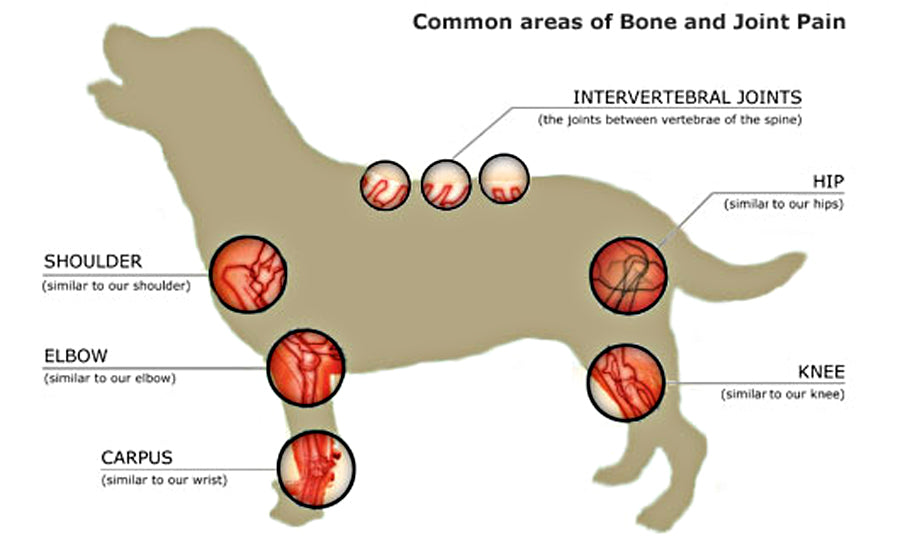 Joint Health in Dogs: Supporting Mobility with Myco Pet Supplements