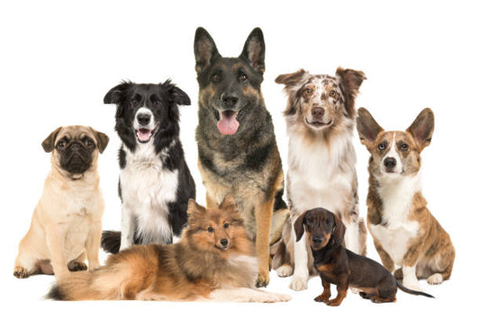 Weird Dog Behaviors: 9 Habits Explained (And What They Really Mean)