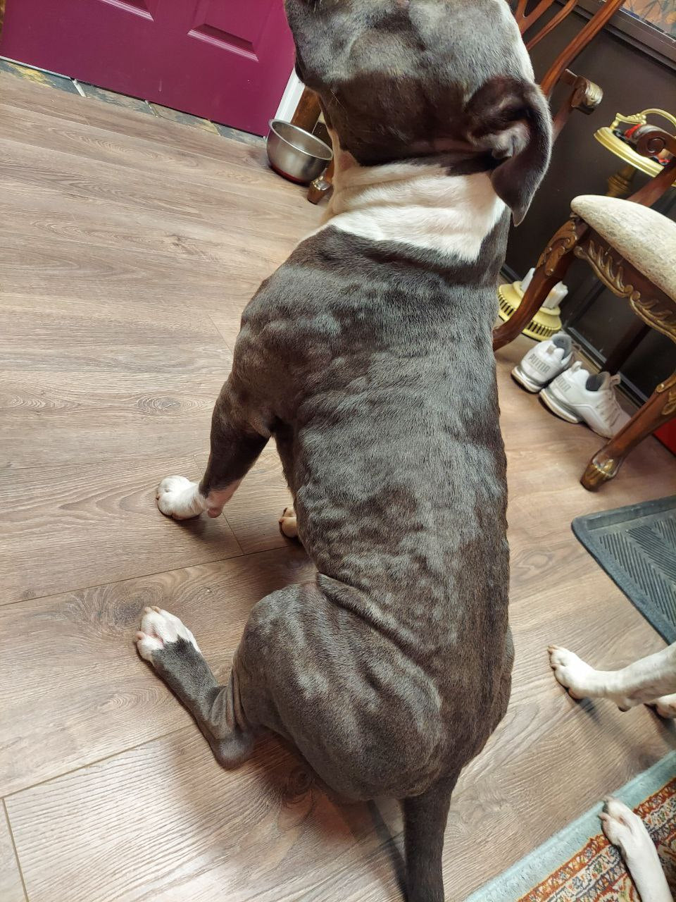 Understanding Dog Allergies: Tips and Solutions from Myco Pet