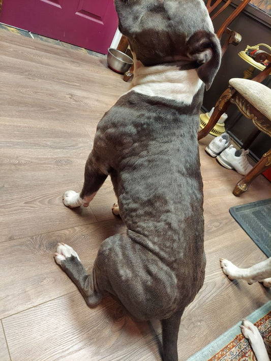 Understanding Dog Allergies: Tips and Solutions from Myco Pet