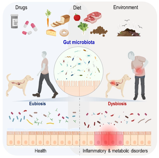 The Importance of Canine Gut Health: How Myco Canine Supplements Can Help