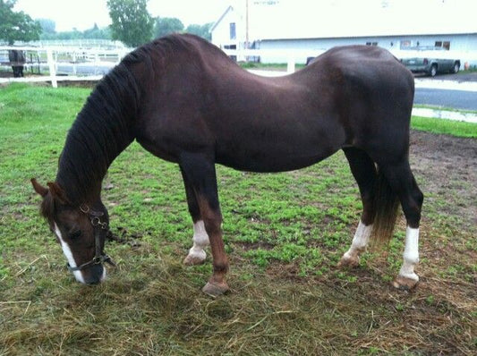 Understanding Equine Kissing Spine: Prevention and Treatment with Myco Equine's Lean Mass and Nerve Support