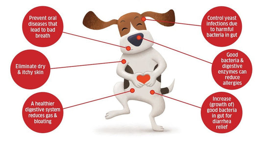 The Benefits of Prebiotics and Probiotics for Canine Digestive Health: Insights from Myco Pet