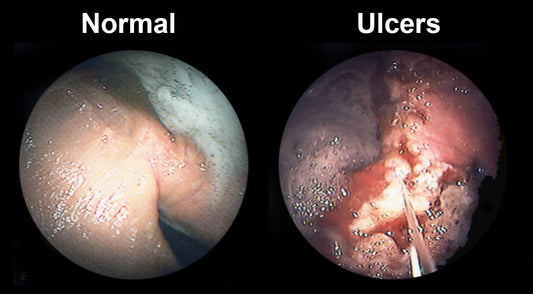 Myco Equine Ulcer Protocol