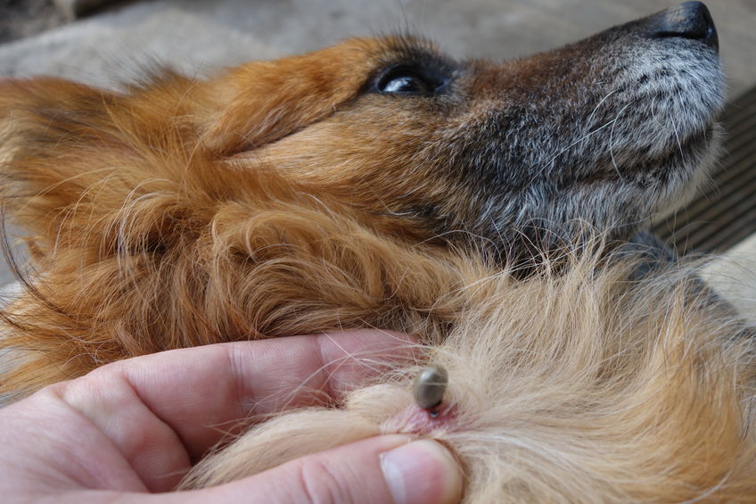 Ticks, Fleas, Pets, and Natural Immunity: A New Approach to Protection