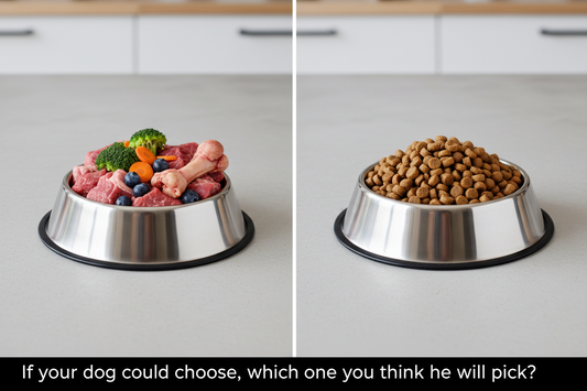 Is Raw Feeding Worth It? The Truth About Raw Diets for Dogs