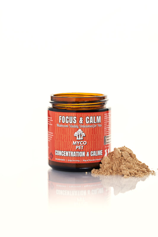 Focus & Calm