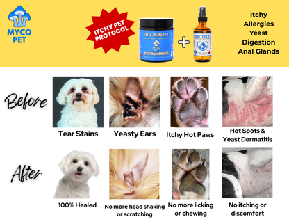 Itchy Pet Protocol Essentials