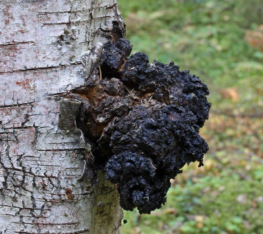 Chaga