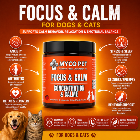 Focus & Calm