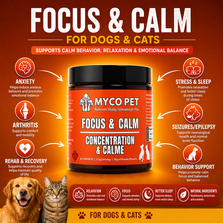 Focus & Calm Benefits