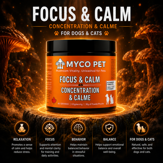 Focus & Calm