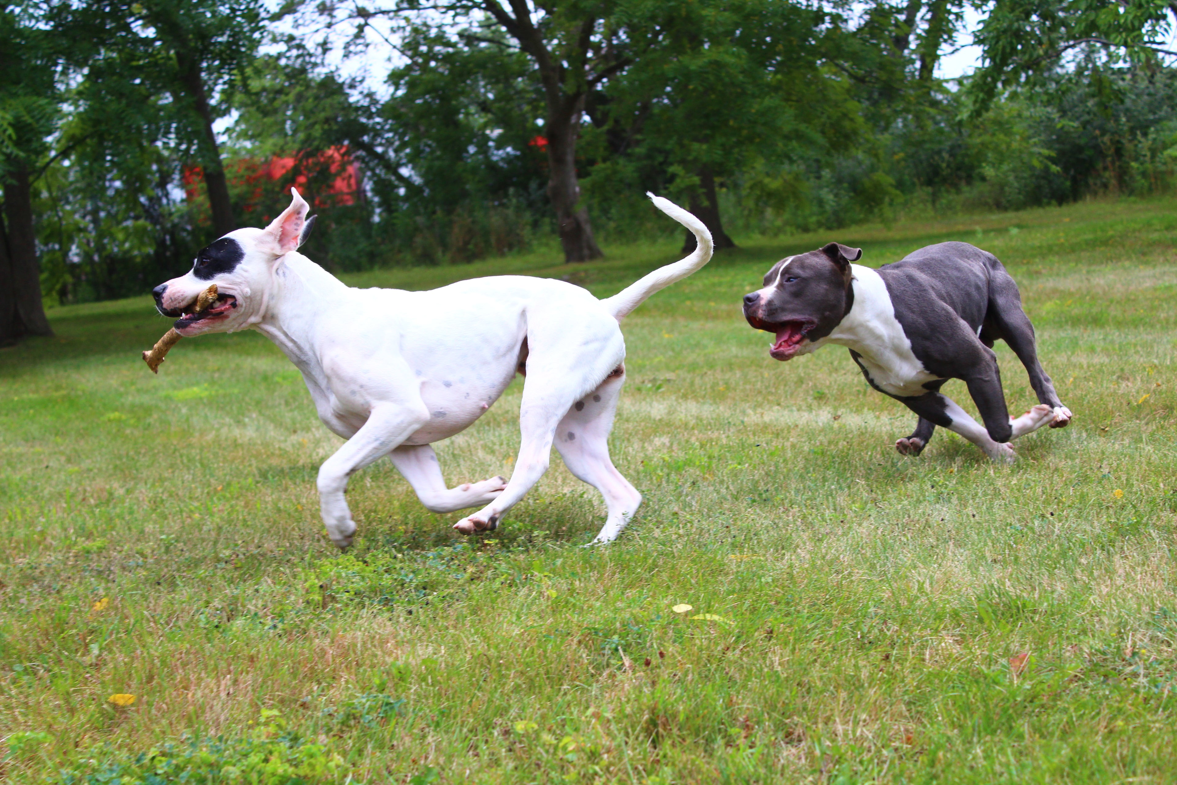 Dogo Argentino dog being chased by an American Bully