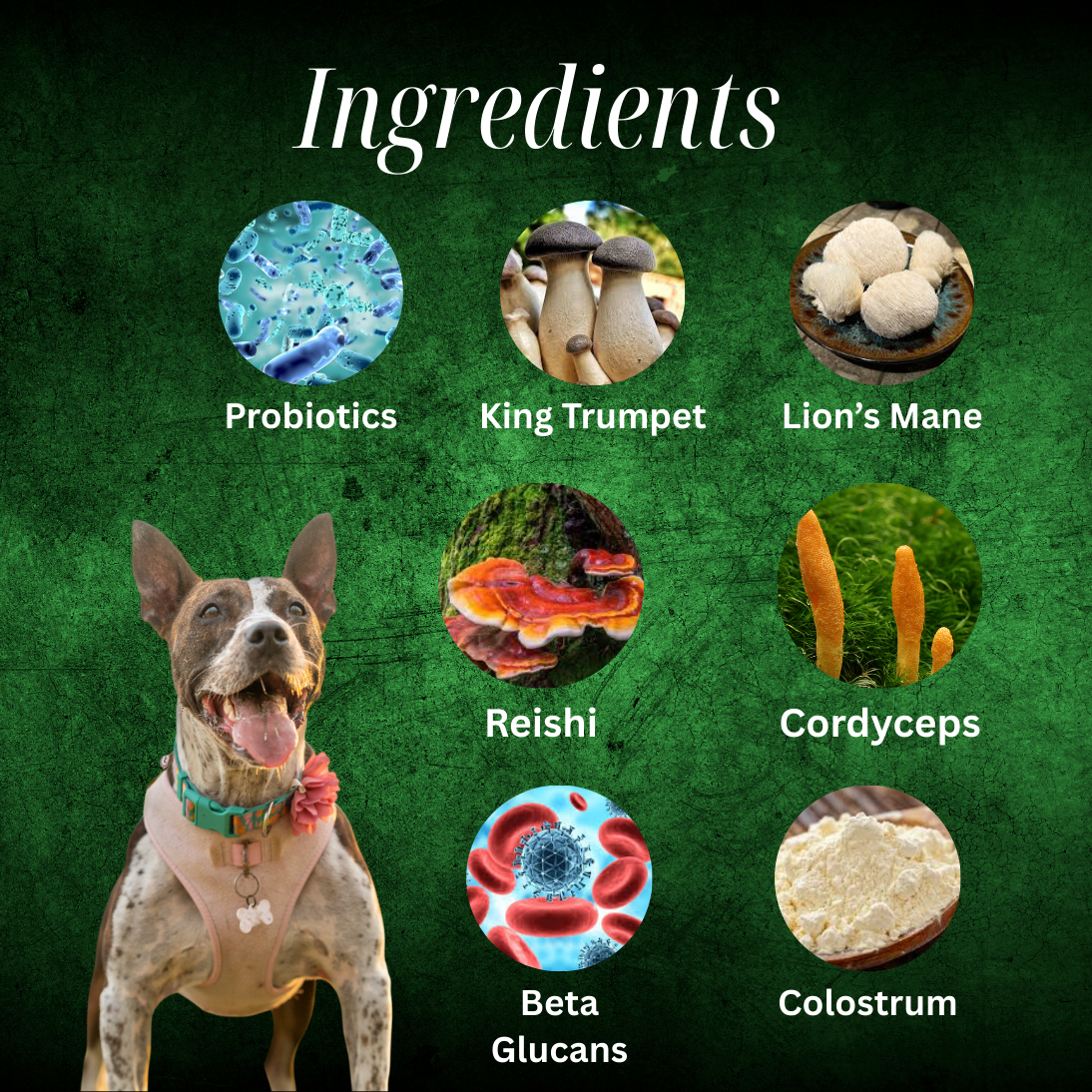 Articulations et récupération 