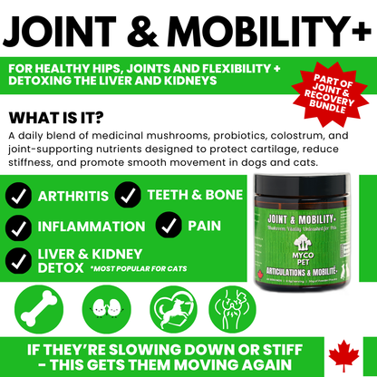 Articulations et récupération 