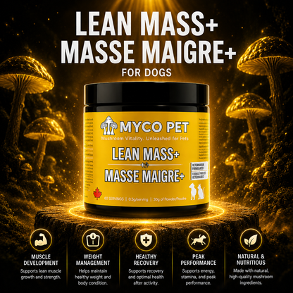 Masa magra 