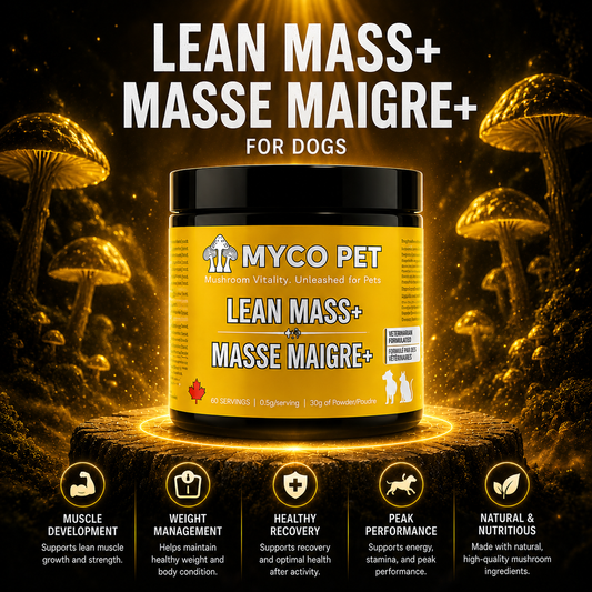 Lean Mass+