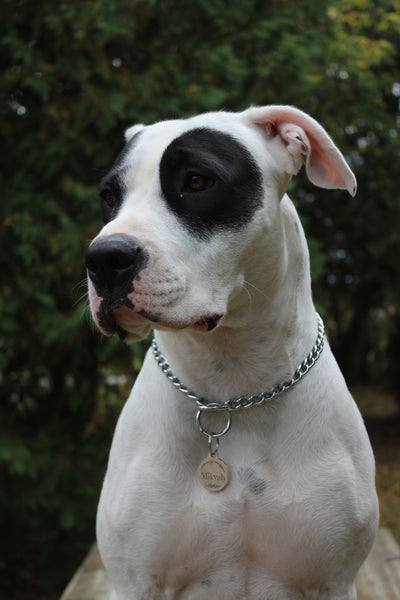 Mikvah, our Dogo Argentino