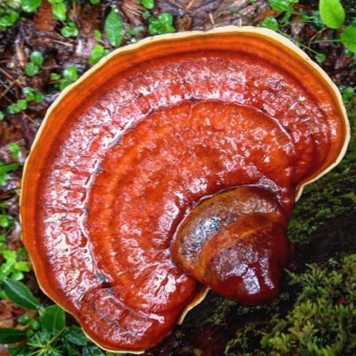 Reishi Mushroom