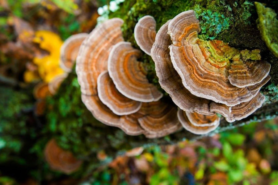 Turkey Tail