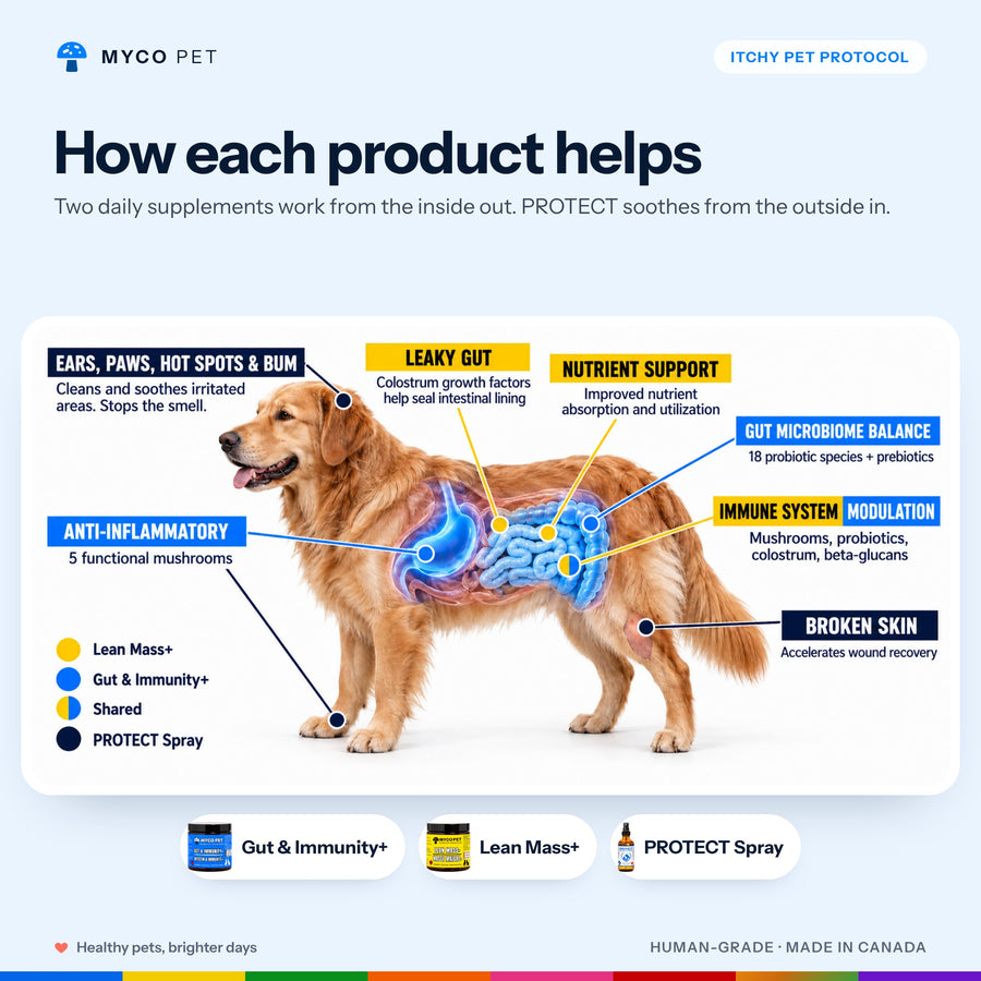 Itchy Pet Protocol for Dogs & Cats — Advanced Gut, Skin and Coat, Paw & Hot Spot Support Bundle
