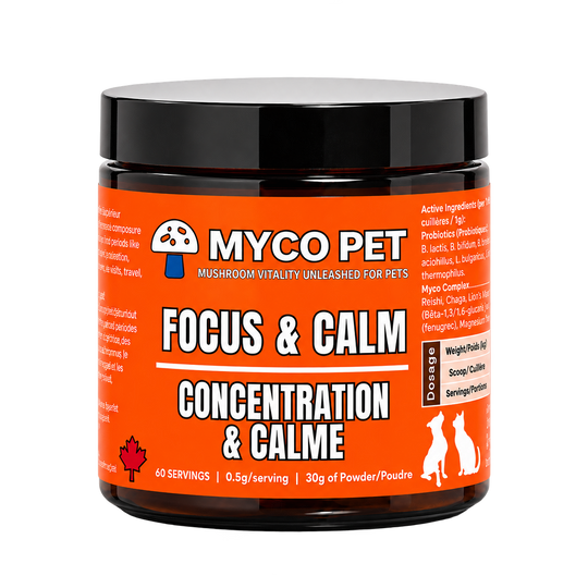 Focus & Calm