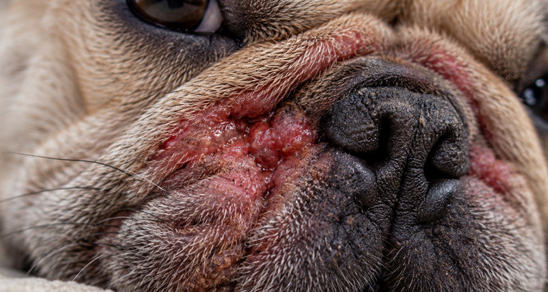 Skin folds & yeasty spots